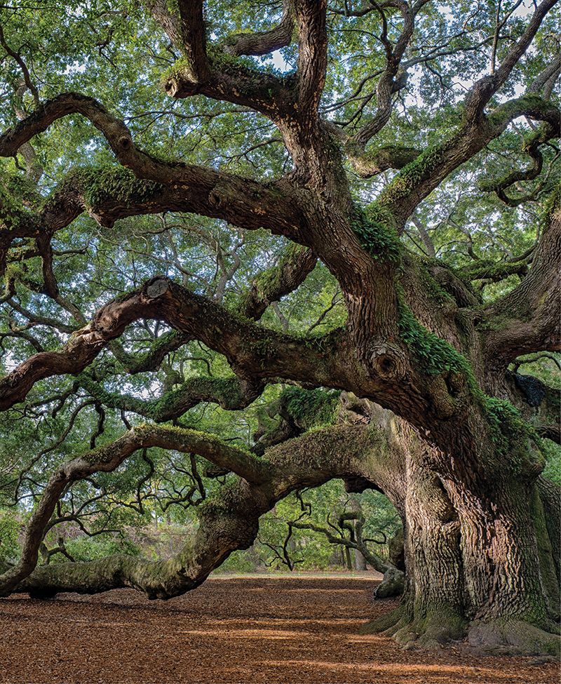12 Days of Christmas, Charleston Style