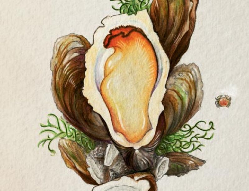 Oysters