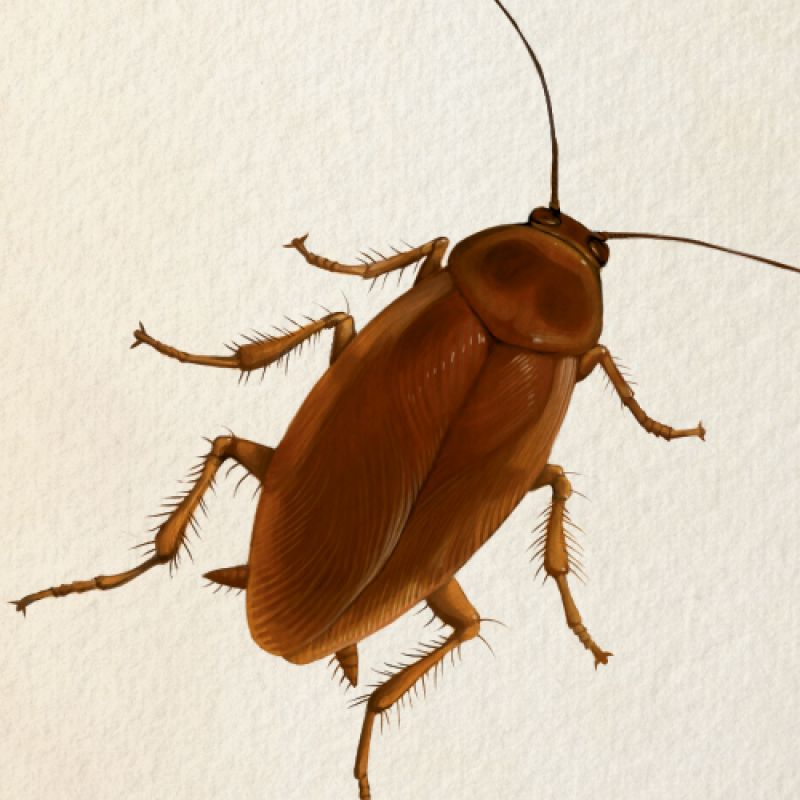 Palmetto Bug