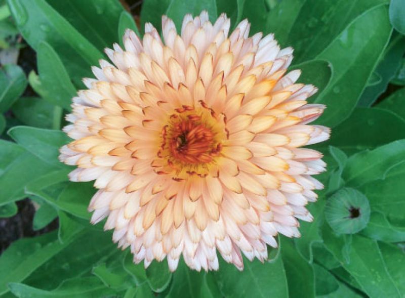 Cool Blooms