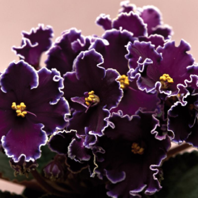 Plum Petals