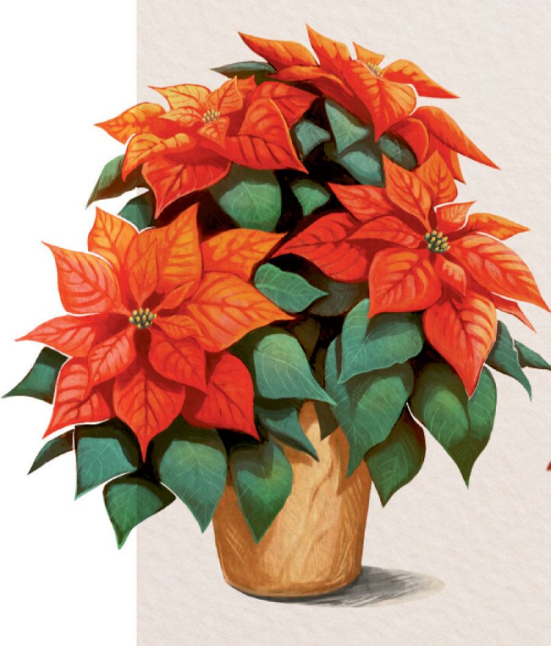 Poinsettia