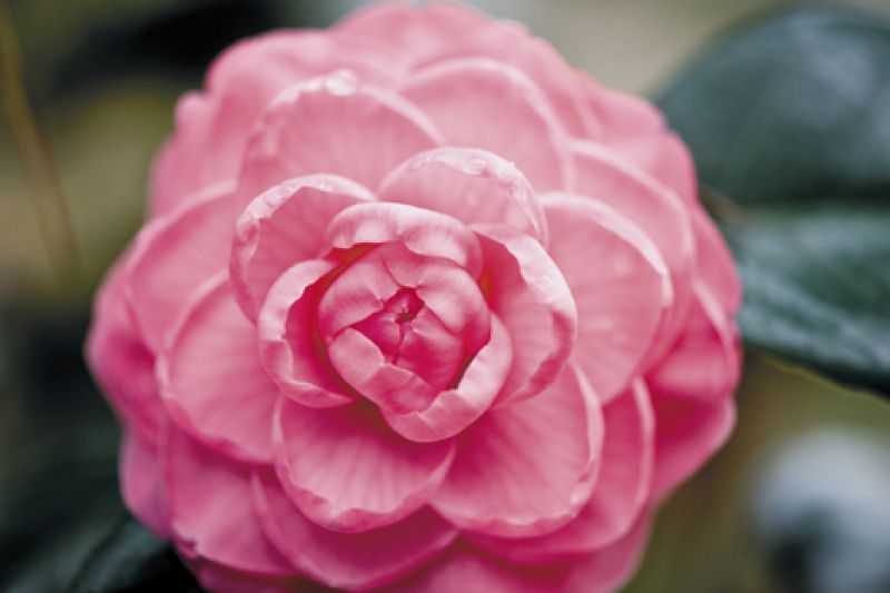 Rare Beauty
