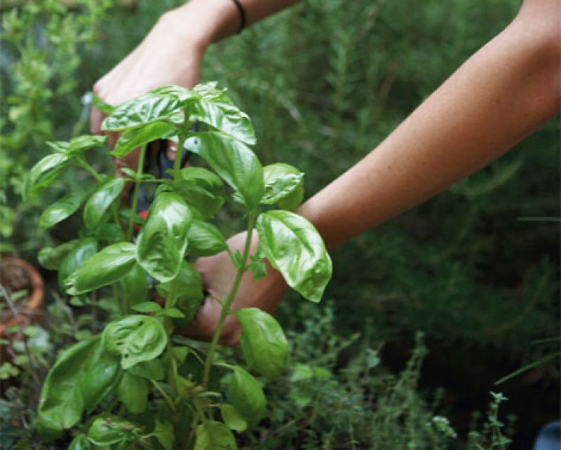 Budget Gardening: Finding and Cultivating "Rescue Plants"