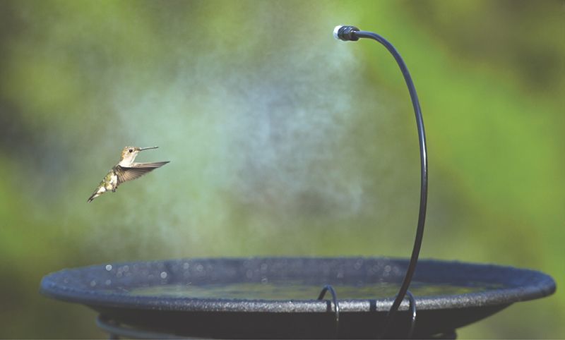 Get Pro Tips for Adding a Birdbath to Your Garden