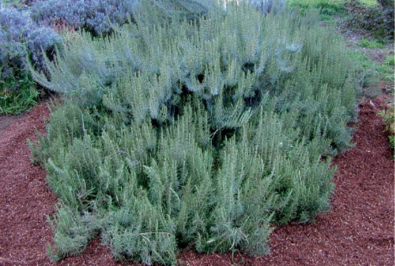 Herbal Revelry