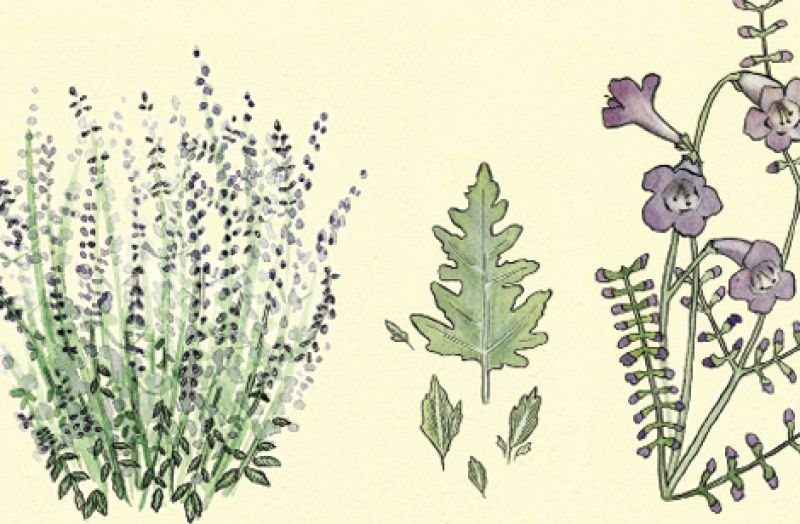 Russian Sage