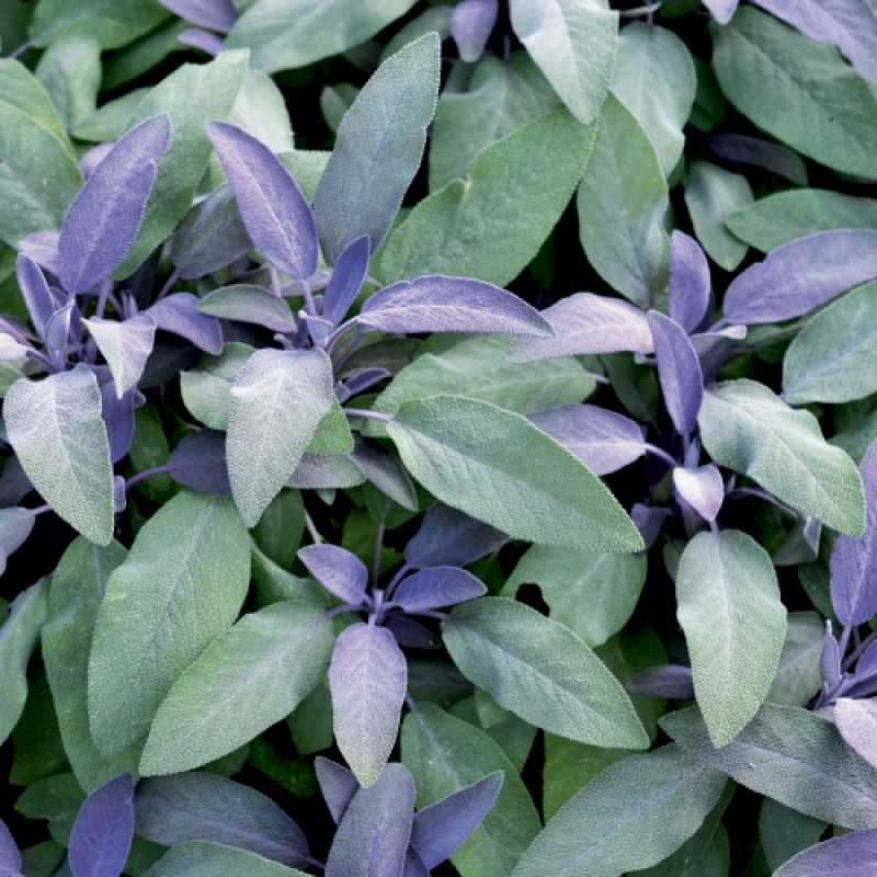 Perennial Flavor