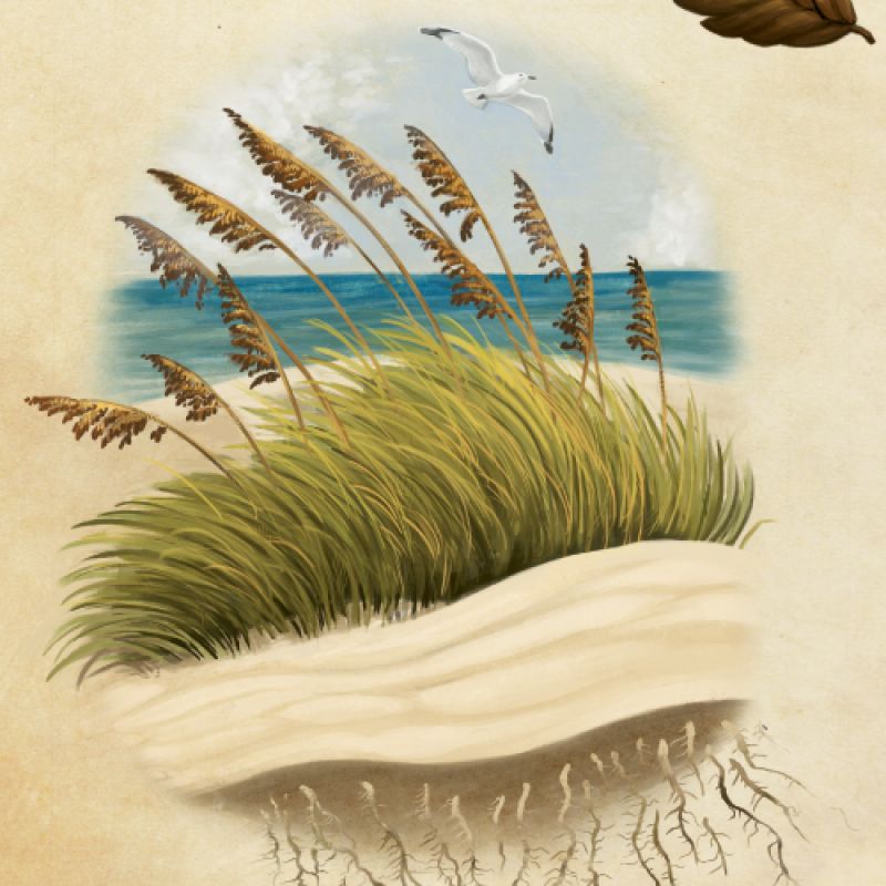 Sea Oats