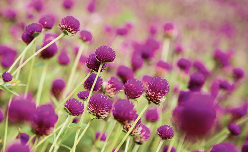 Dig In - May Gardening Events