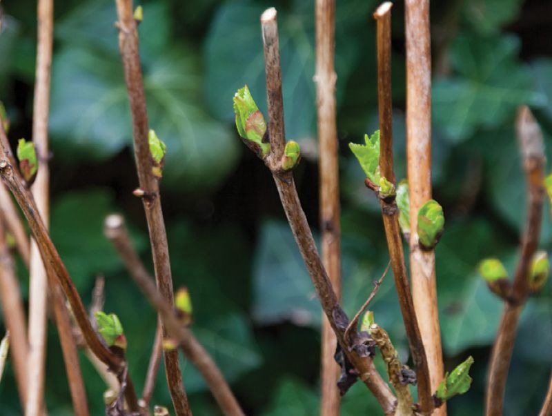 Gardening: May 2017