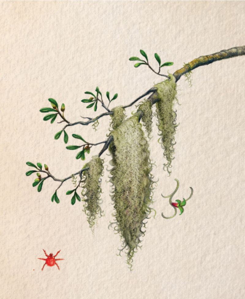 Spanish Moss