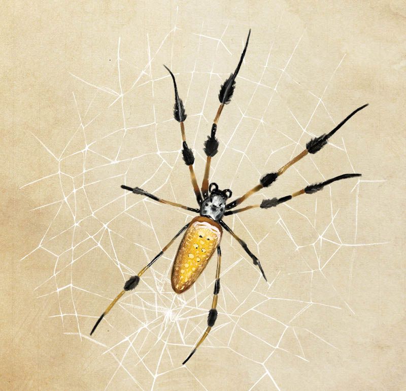 Face your Fears and Take A Closer Look at the Giant Banana Spider