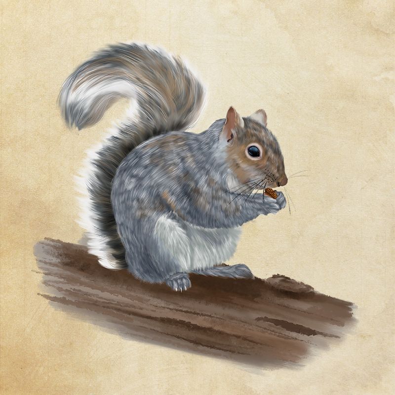 The role the bushy-tailed eastern gray squirrel plays in the ecosystem
