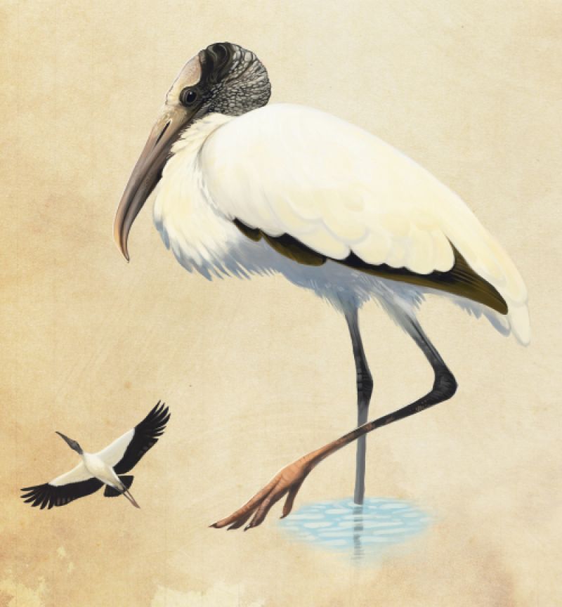 Wood Stork