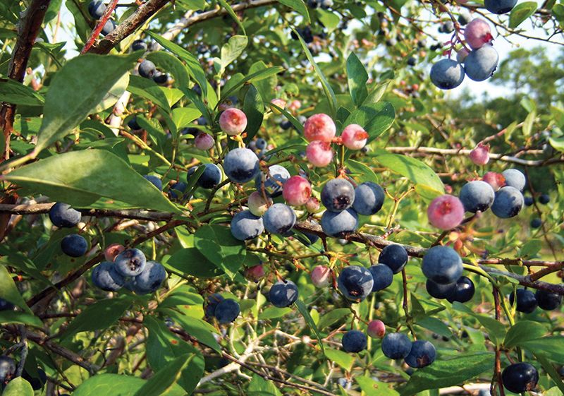 Get Blueberry-Growing Secrets & Recipes from Blue Pearl Farms 