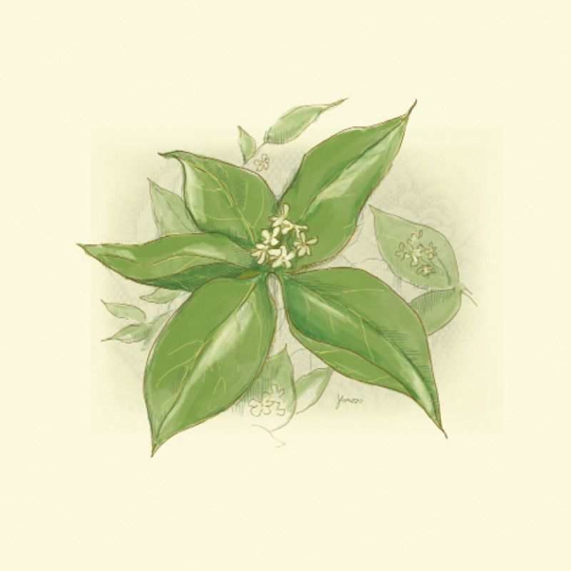 The Scent of Tea Olive