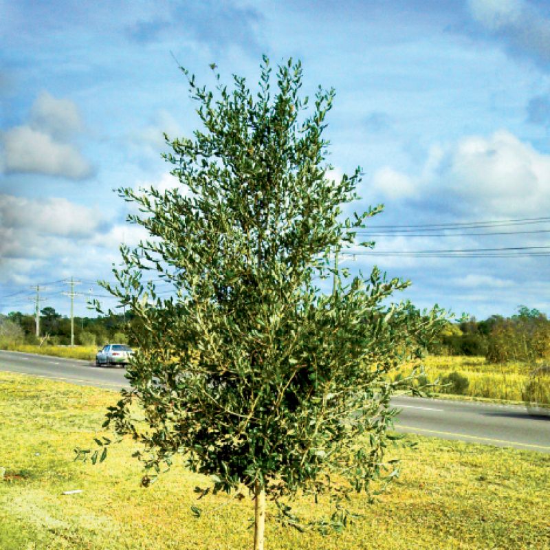 Tree Party