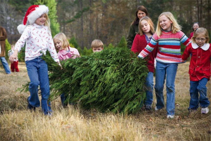 Toogoodoo Tree Farm