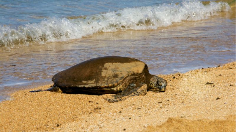 Give Me Shell-ter
