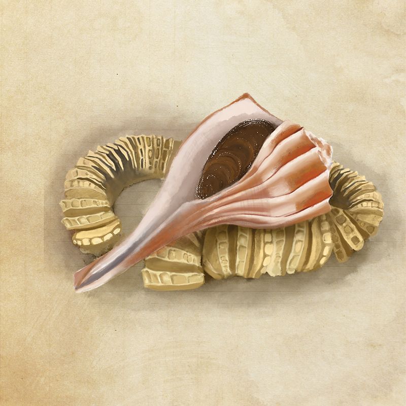 What the shell? The significance of a beachcombing find