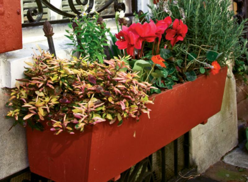 Create Low-Maintenance Window Boxes