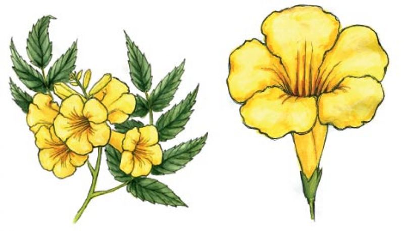 Yellow Bells