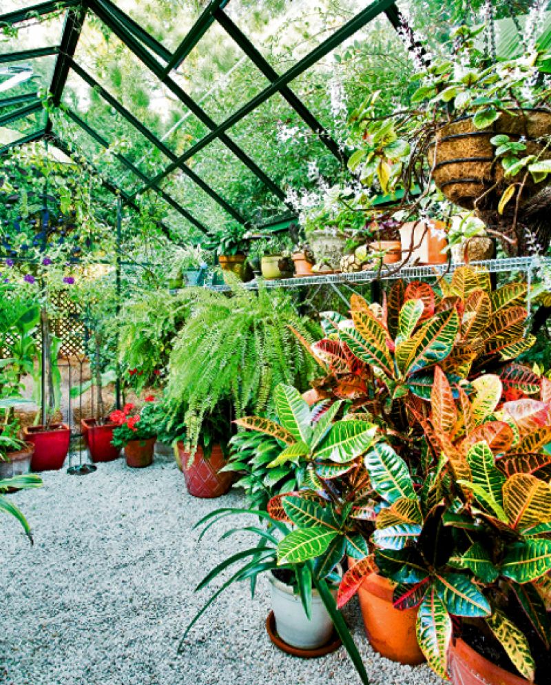 Tropical Nest