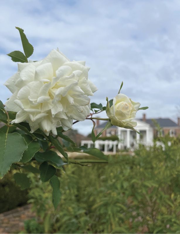 Our Hometown Rose