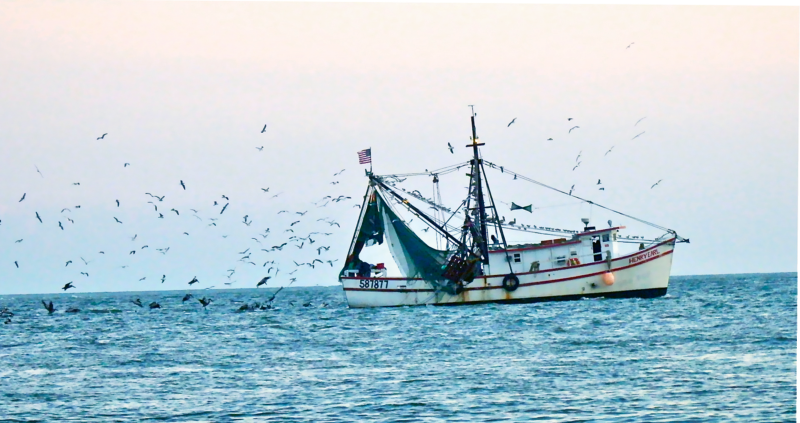 A Southern Living by Lisa Hartzog  {Amateur category} - A shrimp boat heads down the Edisto River with many feathered friends in pursuit.