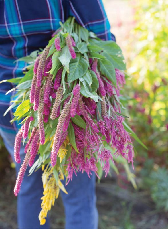 Harvest Home