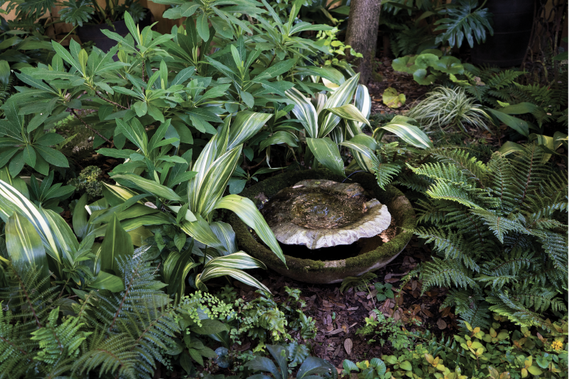 Cool & Collected: ”In the long run, texture will give you more satisfaction in the garden than flowers ever will,” says Rivers of her propensity for mingling plants with contrasting forms and leaf shapes. Here, she highlights a moss-frosted fountain with an array that includes edgeworthia—a four-season stunner—variegated cast iron plants, and Southern maidenhair and tassel ferns. “Maidenhair is one of the prettiest ferns to blend with just about anything because it’s so delicate,” says Rivers. “It drops spores that always seem to sprout up in places that surprise and delight. I find myself saying, ’Okay, I didn’t even think about putting you there, but that’s a great spot—I’m glad you found it!‘”