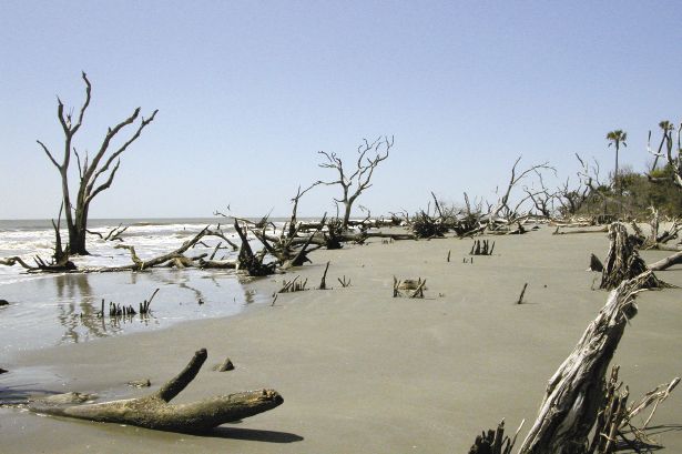 The Bulls Island Boneyard was once a forest. It’s a beautiful and dangerous spot with plenty of sunken hazards. Don’t try to surf here.