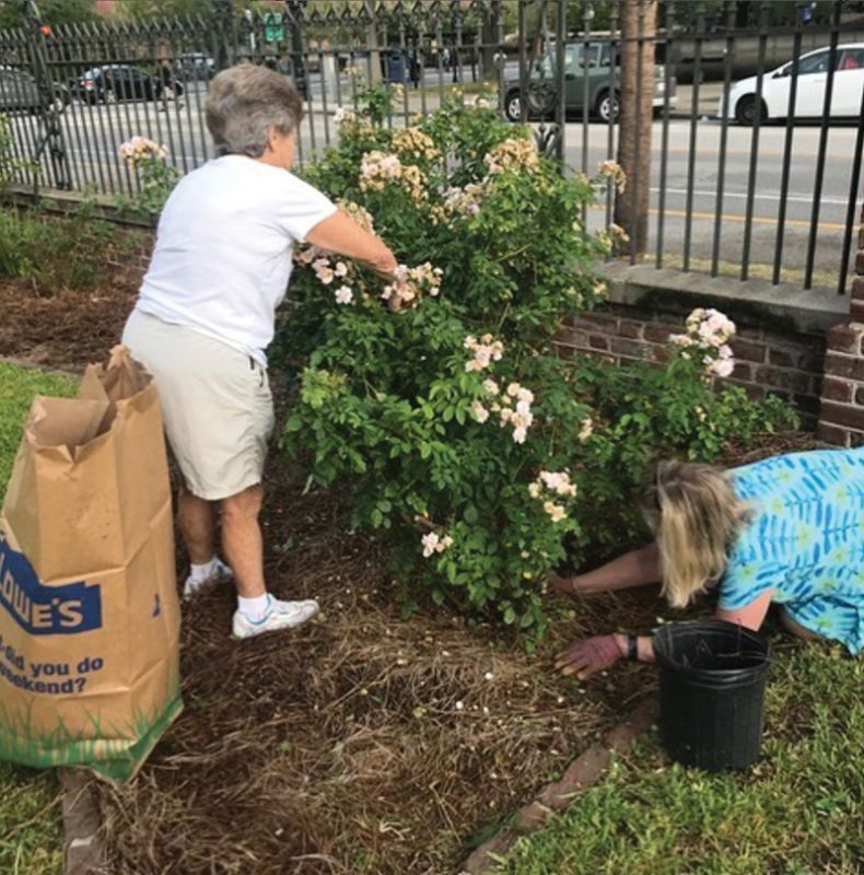 Volunteers with The Garden Club of Charleston tend the recently refurbished bank of Noisettes at the Joseph Manigault House.
