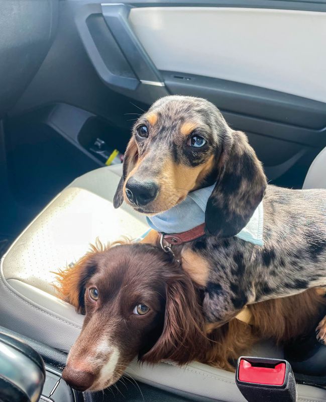 Good Dogs: “Our dachshunds, Hans and Vienna, are the best! Their short legs, floppy ears, and big personalities are undeniable.”  —Annie