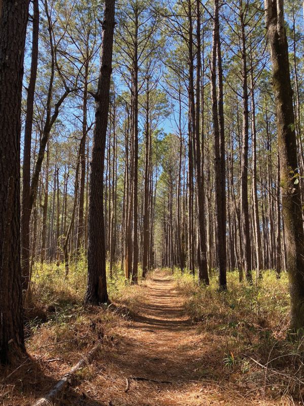 Swamp Fox Passage of the Palmetto Trail