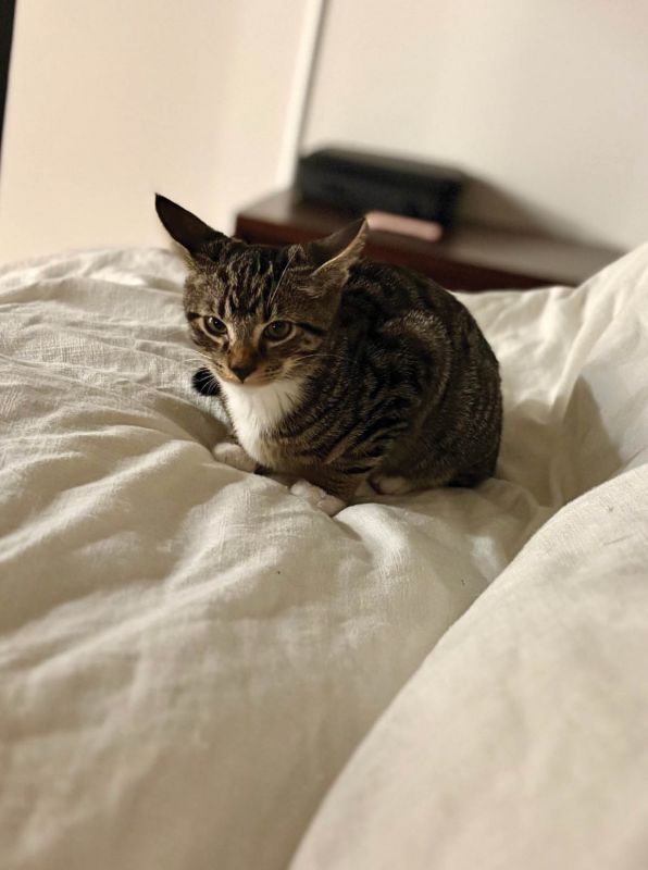 Use Your Noodle: “Kaitlyn and I recently got a kitten, Cavatelli—Telly for short. How could I not name a pet after pasta?”