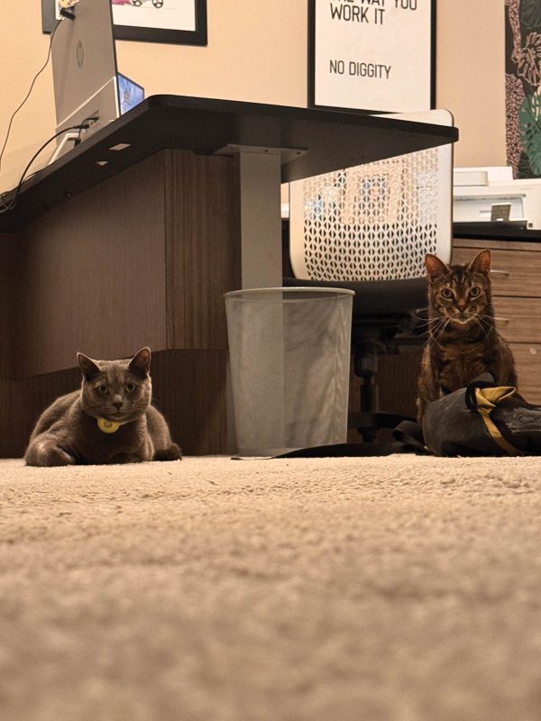 Feline Friends: “I love cats and their odd little personalities; they’re the easiest roommates you could ask for.”