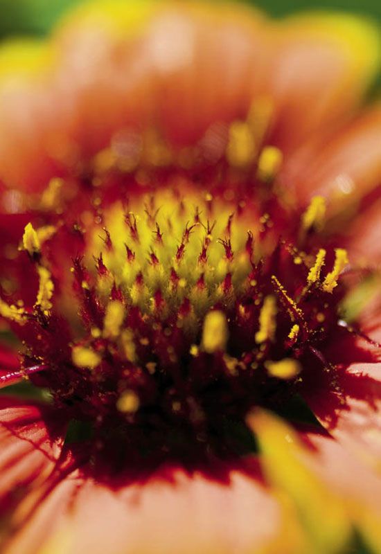 Garden Variety