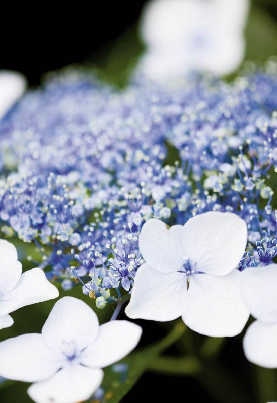 Garden Variety