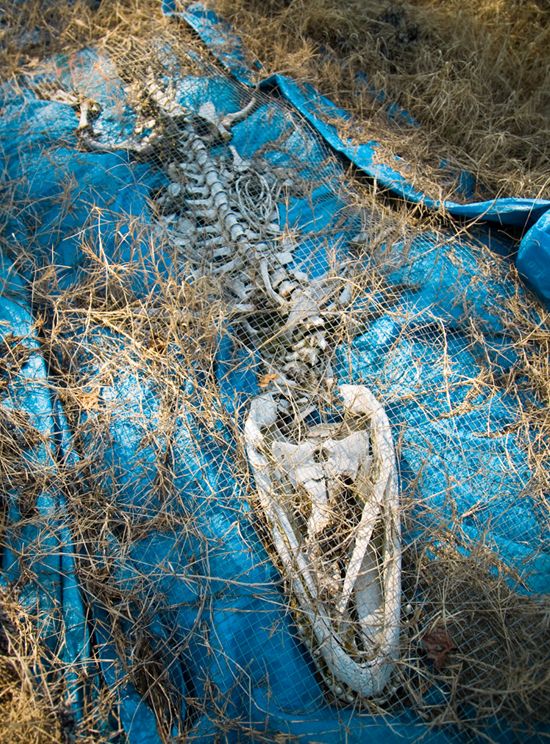 Artist Profile: Bone Structure