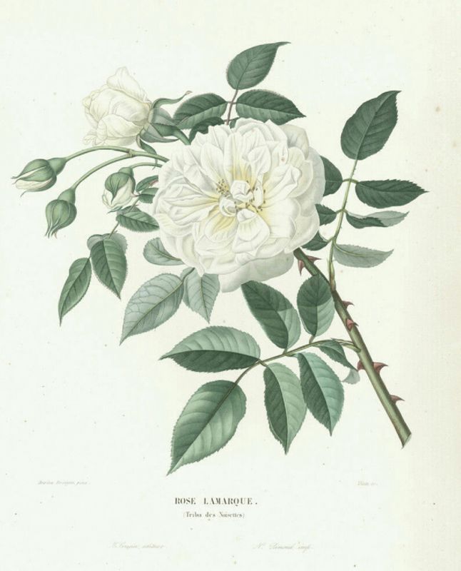 Our Hometown Rose