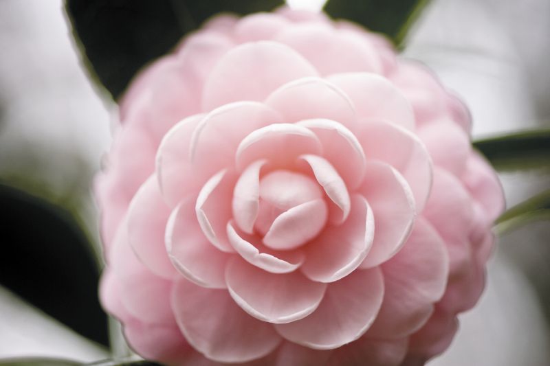 Rare Beauty