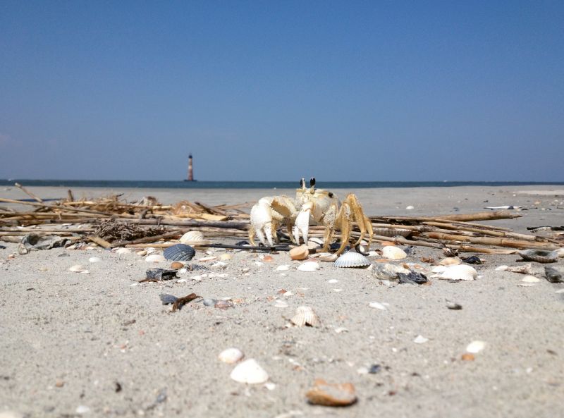 Up Close & Personal by James C. Smith  {Amateur category}  - A ghost crab with Morris Island Lighthouse in the distance