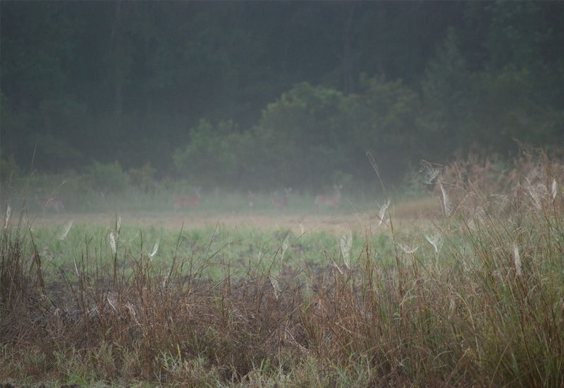 Photograph by Sarah Knowlton