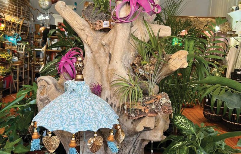 Soil and Soul Nursery  Exotic Plant Shop