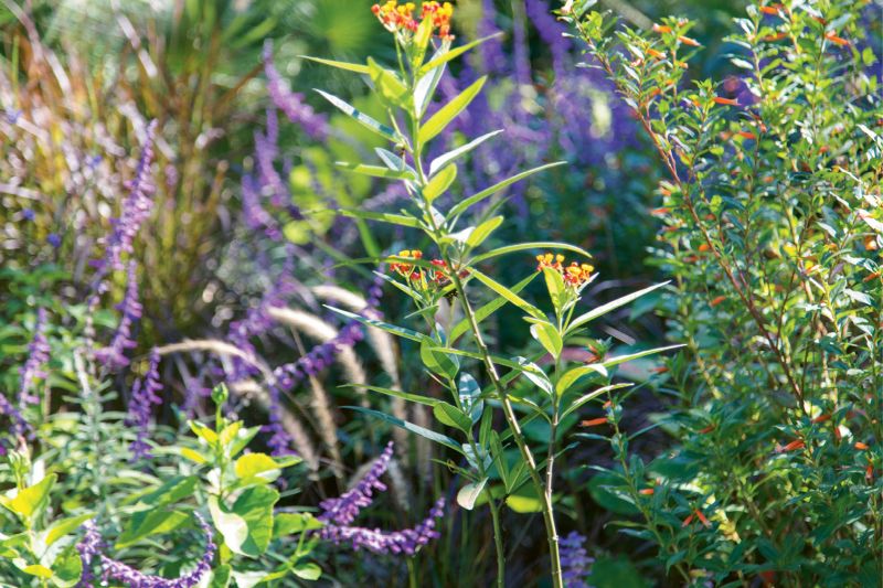 Many of these will be available for sale at Plantasia, the Charleston Horticultural Society’s annual gardening extravaganza, on April 13 (Friday evening party) and April 14, from 8 a.m. to 3 p.m. at Old Towne Creek County Park. For tickets and more information, visit www.chashortsoc.org.