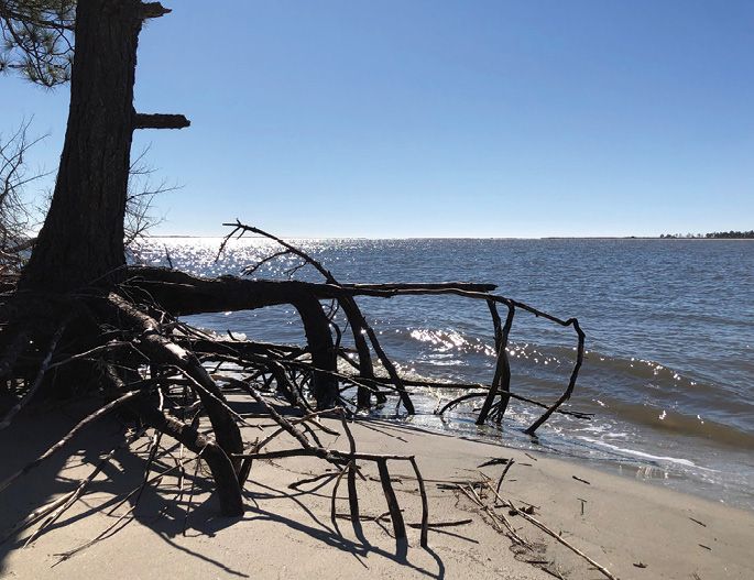 Amazing Places To Enjoy Springtime Around The Lowcountry