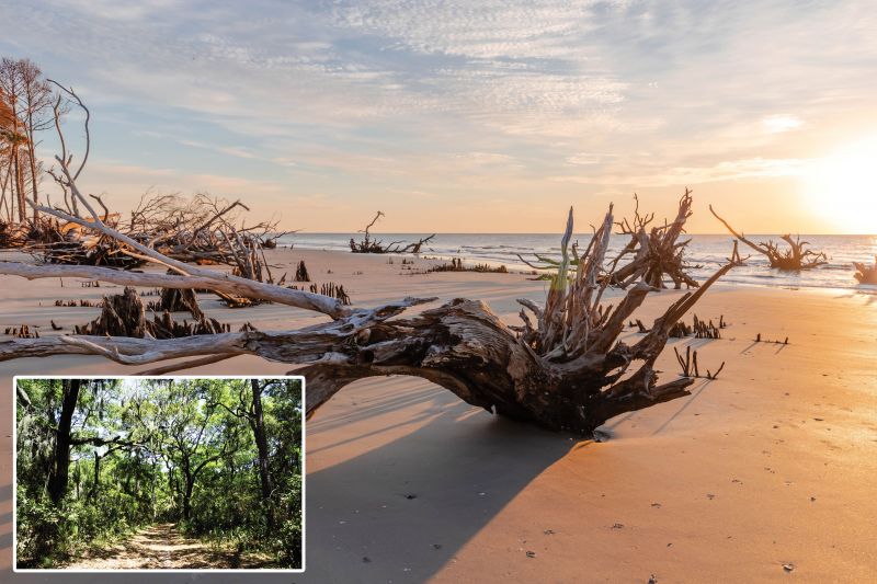 Before & After: Prior to Hurricane Hugo, Bulls Island had a lush maritime forest of grand oaks and loblolly pines, among other vegetation (left). Thirty-five years later, the undeveloped barrier island is a living laboratory for observing how natural systems respond after a catastrophic event.