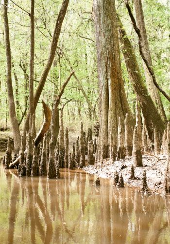  Congaree National Park